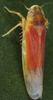 Habitus, dorsal view on Fagocyba douglasi (Edwards, 1878): Habitus (male). (Observation).