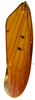 Forewing on Polana (Culumana) torqua (DeLong & Freytag, 1972): Male specimen [DZRJ]: forewing. (Observation).