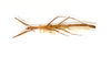 CollectionObject 1561652; 50aed606-c7f6-4de2-9eea-bcad9cf28360: copyright ETHZ. female, dorsal view (holotype). (CollectionObject).