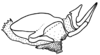 Borellia alejomesai Carbonell, 1995: Fig. 45F. endophallus and arch, lateral view. (Otu).