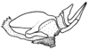 Fig. 45F. endophallus and arch, lateral view. Depicts Borellia alejomesai Carbonell, 1995, an Otu.
