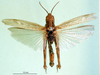 CollectionObject 1591807; 9d68b10d-d763-4203-94fd-ed38ff2e2475, DORSA BA000385S02: female, dorsal view (syntype of Gryllus bicolor). (CollectionObject).