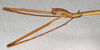 CollectionObject 1560889; 5b09059c-e87c-4cee-a21d-1f895b3cafc8: copyright NMW, Vienna. female: head, lateral view (syntype). (CollectionObject).;CollectionObject 1560890; 80866349-f4c6-4918-991c-fa457a168a39: copyright NMW, Vienna. female: head, lateral view (syntype). (CollectionObject).