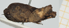 CollectionObject 1517850; aef624cc-3dd7-4322-a226-59f0b3504333, NHMUK10924417: female, lateral view (holotype). (CollectionObject).