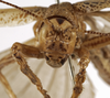 CollectionObject 1529704; a80cf5c5-1e65-4c2c-abac-e02e568bcdb7: male face (holotype). (CollectionObject).