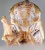 Head on Diacra canescens Emeljanov, 1961: holotype. (Observation).