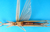 CollectionObject 1501099; 5ec2635a-366a-473d-ba56-4958ea5f0400: female, ventral view (holotype). (CollectionObject).