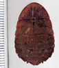 Hyporhicnoda humilior Hebard, 1933: Photo taken by Heidi Hopkins. (Otu).