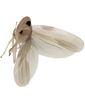 Habitus, lateral view on Anufrievia confluensa Tan, Jiang & Song, 2021: (Observation).