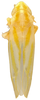Habitus, dorsal view on Erythridula apta (Beamer, 1935): Habitus (MSU collection). (Observation).