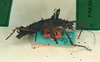 CollectionObject 1563537; ab8a3d0f-a6e7-42e3-aadf-6c47a78ad435: copyright ZMHB. female (lectotype). (CollectionObject).
