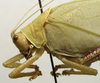 CollectionObject 1535080; 54cea738-b1ba-4078-a2d3-0918f7bda15a: female pronotum, lateral view (lectotype). (CollectionObject).