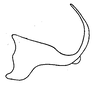 Aedeagus, lateral view: (Observation).