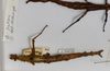 CollectionObject 1556966; a89197eb-23aa-4902-b0f8-bc0103067a78: copyright CMNZ, Christchurch. female of synonym Acanthoxyla suteri (syntype). (CollectionObject).