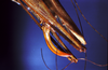 CollectionObject 1595895; a5ac5cca-0e8f-40fd-a75c-d4ee7bc720ea: female ovipositor (syntype of Kirkaldyus manteri). (CollectionObject).