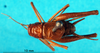 CollectionObject 1502459; 531e9e26-8bab-4b02-aa3a-339814bcab55: male, dorsal view (paralectotype). (CollectionObject).