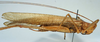 CollectionObject 1517135; ff11427c-3501-4bd5-a052-70dfddd9a313: male, lateral view (holotype of Segestidea hanoverana). (CollectionObject).