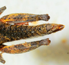 CollectionObject 1526831; ba5055e5-ad07-4767-82f5-fff6f40a7b42: female abdomen, dorsal view (paratype). (CollectionObject).