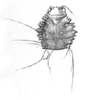 Steirodon (Peucestes) championi (Saussure & Pictet, 1898): Pl. XVIII, Fig. 7. male pronotum, dorsal view (length 14.5 mm). (Otu).