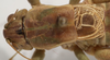 CollectionObject 1527093; fc4e2767-a738-4726-a993-84b6daf1bb14: male pronotum, dorsal view (holotype). (CollectionObject).