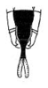 Tympanophyllum (Tympanophyllum) atroterminatum (Brunner von Wattenwyl, 1895): Pl. 2, Fig. 8. male abdomen tip, ventral view. (Otu).