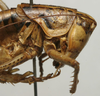 CollectionObject 1535163; 66b24531-7176-4f7f-a66e-a7311711e459: male pronotum, lateral view (holotype). (CollectionObject).
