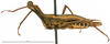 CollectionObject 1581855; d9dd3385-e52f-4cab-9ffb-828adf171e71: female, lateral view (paratype). (CollectionObject).
