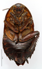 CollectionObject 1587415; MNHN(SF IMPORT DUPLICATE) MNHN-EP-EP871, c1891f28-110c-41b9-b2b0-b4d5190c69df: CC BY-NC-ND 4.0/MNHN - Depraetere Marion - 2014. Syntype, male, of cabrerae Bolívar, 1881. Specimen number: MNHN-EP-EP871. http://coldb.mnhn.fr/catalognumber/mnhn/ep/ep871. (CollectionObject).