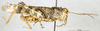 male, lateral view (paralectotype). Depicts CollectionObject 1537662; 9ed28262-6b08-4a9a-a4d3-3d61d87e5e20, a CollectionObject.