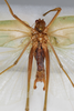 CollectionObject 1505875; f5f0bdb1-f77b-4cc5-8c36-d8d7c727e2a1: male, ventral view (syntype). (CollectionObject).