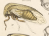 Habitus, lateral view on Anisostylus elongatus (Fowler, 1895): (Observation).