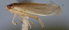 Habitus, lateral view: !! display not done !! on T1392: Loeia Duan, 2017: (Observation).