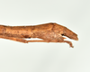 CollectionObject 1586090; QIMR QM T244739-T244740, 175ff28a-d506-43cf-aad5-07437cba24d4: copyright QM, Brisbane. female: end of abdomen, lateral view (paratype). (CollectionObject).