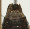 CollectionObject 1535969; 2e7f994d-7944-4afe-971e-93154869e6a2: male cerci (syntype). (CollectionObject).