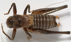 CollectionObject 1527091; 2218c354-e7d4-4807-b47d-ffe5603497f5: male, dorsal view (holotype). (CollectionObject).