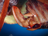 CollectionObject 1500579; 813857f5-1a9e-4487-b33a-33b43c62878d: female ovipositor (syntype). (CollectionObject).