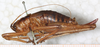 CollectionObject 1531823; b2947265-f0a2-47fd-a9ae-70039cca4205: female, lateral view (holotype). (CollectionObject).