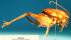 CollectionObject 1530688; 421f35a5-8f55-45f6-b0fc-4931477e9724: female, lateral view (syntype). (CollectionObject).