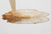 Habitus, dorsal view on Diastrocixius thelyus Caldwell, 1945: (Observation).