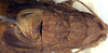 CollectionObject 1567597; cee43aac-cce6-40dd-b72f-bbb115ae7ccd: male, dorsal view. (CollectionObject).