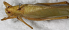 CollectionObject 1566569; NMW 20519, 002aa8f1-740e-413e-9bdd-04549842002e: female, dorsal view. (CollectionObject).