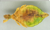 CollectionObject 1561225; 26a2b213-b116-4406-9dd7-a8a0fa79c27d: copyright ANSP. female, ventral view (holotype). (CollectionObject).