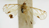 Habitus, dorsal view: !! display not done !! on Rhotana latipennis Walker, 1857: (Observation).