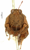 female, frontal view (syntype). Depicts CollectionObject 1521855; OUM 735 1/4, 99334a09-fe02-4e4c-9360-f5468ec9af4c, a CollectionObject.