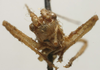 CollectionObject 1535065; 8f588282-f026-4610-acad-e2b77ced5f52: male, frontal view (holotype). (CollectionObject).