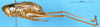 CollectionObject 1505026; e357b106-8961-488f-a5ef-9597c445b977: male, lateral view (holotype). (CollectionObject).
