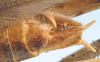 CollectionObject 1475703; 910432a5-8eb0-48a0-bdbc-a0be86a441af: male cerci (cotype of Platycleis iphigeniae). (CollectionObject).
