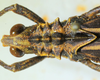 CollectionObject 1498818; 2da30b4f-c860-4267-8220-dc97688621d0: 2012. male, head and pronotum, dorsal view. (CollectionObject).