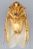 Arenivaga erratica (Rehn, 1903): Photo by Heidi Hopkins. Adult male, ventral habitus. (Otu).