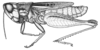Borellia alejomesai Carbonell, 1995: Fig. 50 (after paratype, Puntas Arroyo Laureles). male habitus. (Otu).